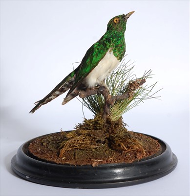 Lot 603 - A taxidermy African Emerald Cuckoo (Chrysococcyx cupreus)