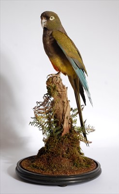 Lot 604 - A taxidermy Patagonian Conure