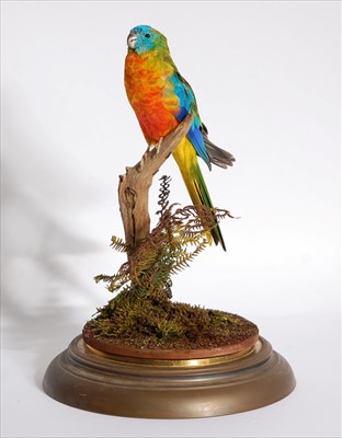 Lot 579 - A taxidermy Mulga Parrot