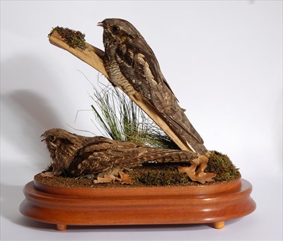 Lot 578 - A pair of taxidermy male and female Nightjars (Caprimulgus europaeus)