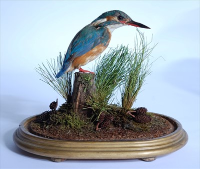 Lot 574 - A taxidermy Kingfisher (Alcedo atthis)