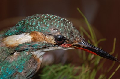 Lot 574 - A taxidermy Kingfisher (Alcedo atthis)