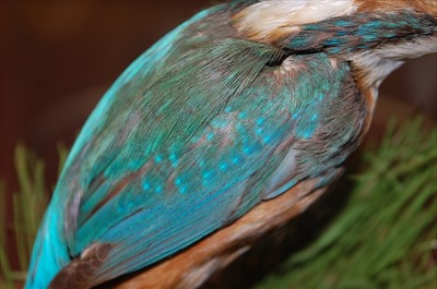 Lot 574 - A taxidermy Kingfisher (Alcedo atthis)