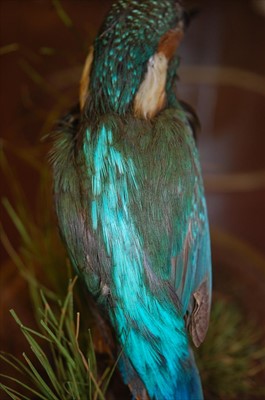 Lot 574 - A taxidermy Kingfisher (Alcedo atthis)