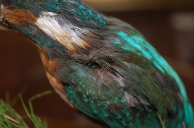 Lot 574 - A taxidermy Kingfisher (Alcedo atthis)