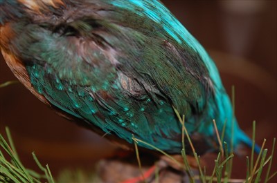 Lot 574 - A taxidermy Kingfisher (Alcedo atthis)