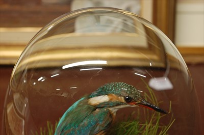 Lot 574 - A taxidermy Kingfisher (Alcedo atthis)