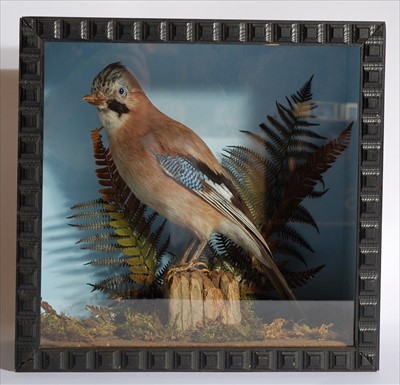 Lot 573 - A taxidermy Jay (Garrulus glandarius)