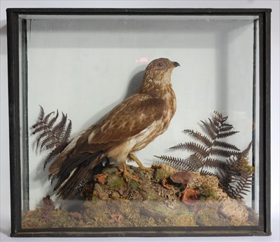 Lot 575 - An early 20th century Honey Buzzard (Pernis apivorus)