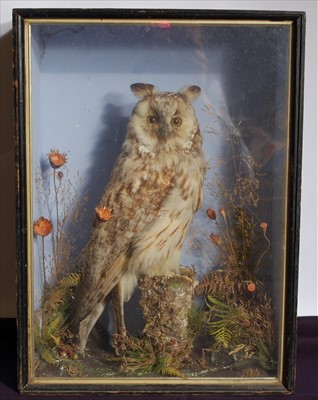 Lot 576 - A Victorian taxidermy Long-eared Owl (Asio otus)