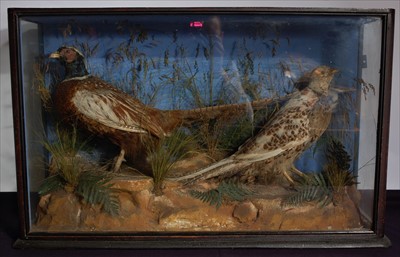 Lot 20 - A pair of early 20th century taxidermy male and female pheasants