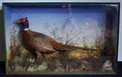 Lot 589 - A taxidermy Cock Pheasant (Phasianus colchirus)