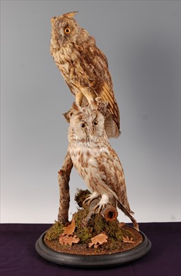 Lot 590 - A pair of Victorian taxidermy Long-eared Owls (Asio otus)