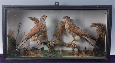 Lot 591 - A pair of early 20th century taxidermy Kestrels