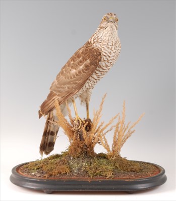 Lot 593 - A Victorian taxidermy female Sparrowhawk (Accipter nisus)