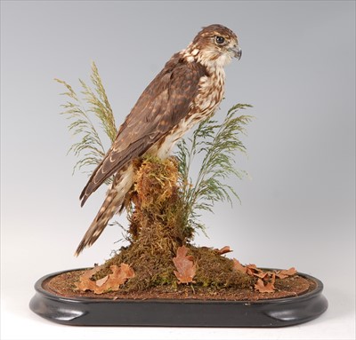 Lot 594 - A Victorian taxidermy Merlin (Falco columbarias)