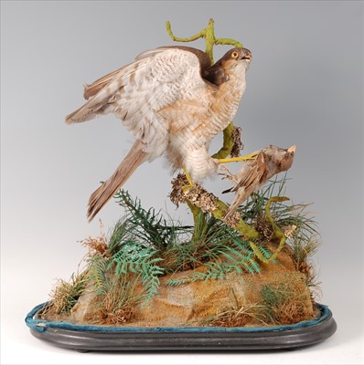 Lot 595 - A Victorian taxidermy Sparrowhawk (Accipter nisus)