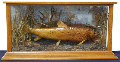 Lot 592 - A 20th century taxidermy Brown Trout