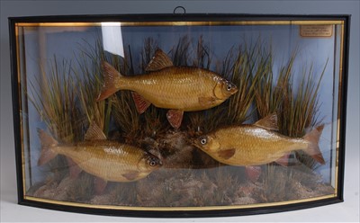 Lot 606 - A good Victorian taxidermy fish group