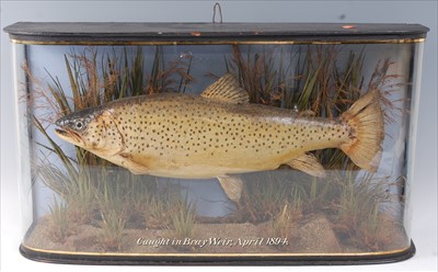 Lot 605 - A Victorian taxidermy Brown Trout