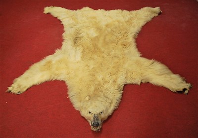 Lot 586 - An early 20th century polar bear skin rug,...