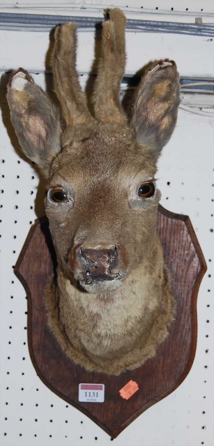 Lot 1131 - A taxidermy Roe Deer head, mounted to an oak...