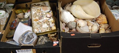 Lot 60 - Two boxes containing a collection of shells,...