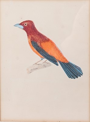 Lot 1420 - Jean-Gabriel Prêtre (1768-1849) - Exotic bird...