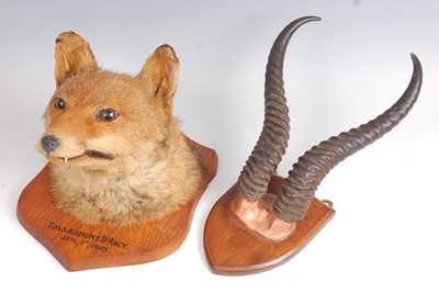 Lot 288 - An early 20th century taxidermy fox mask