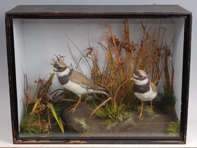 Lot 286 - An early 20th century brace of taxidermy Ringed plover