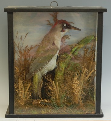 Lot 282 - An early 20th century taxidermy Green woodpecker