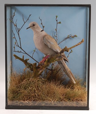 Lot 275 - A taxidermy Collared Dove