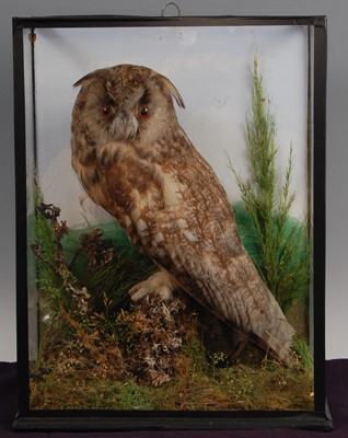 Lot 277 - An early 20th century taxidermy Long eared owl (Asio oatus)