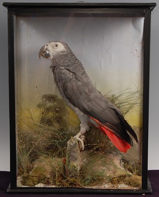 Lot 278 - An early 20th century Taxidermy African Grey parrot (Psitticas erithacus)