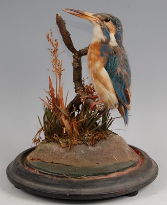 Lot 281 - An early 20th century taxidermy Kingfisher (Alcedo atthis)
