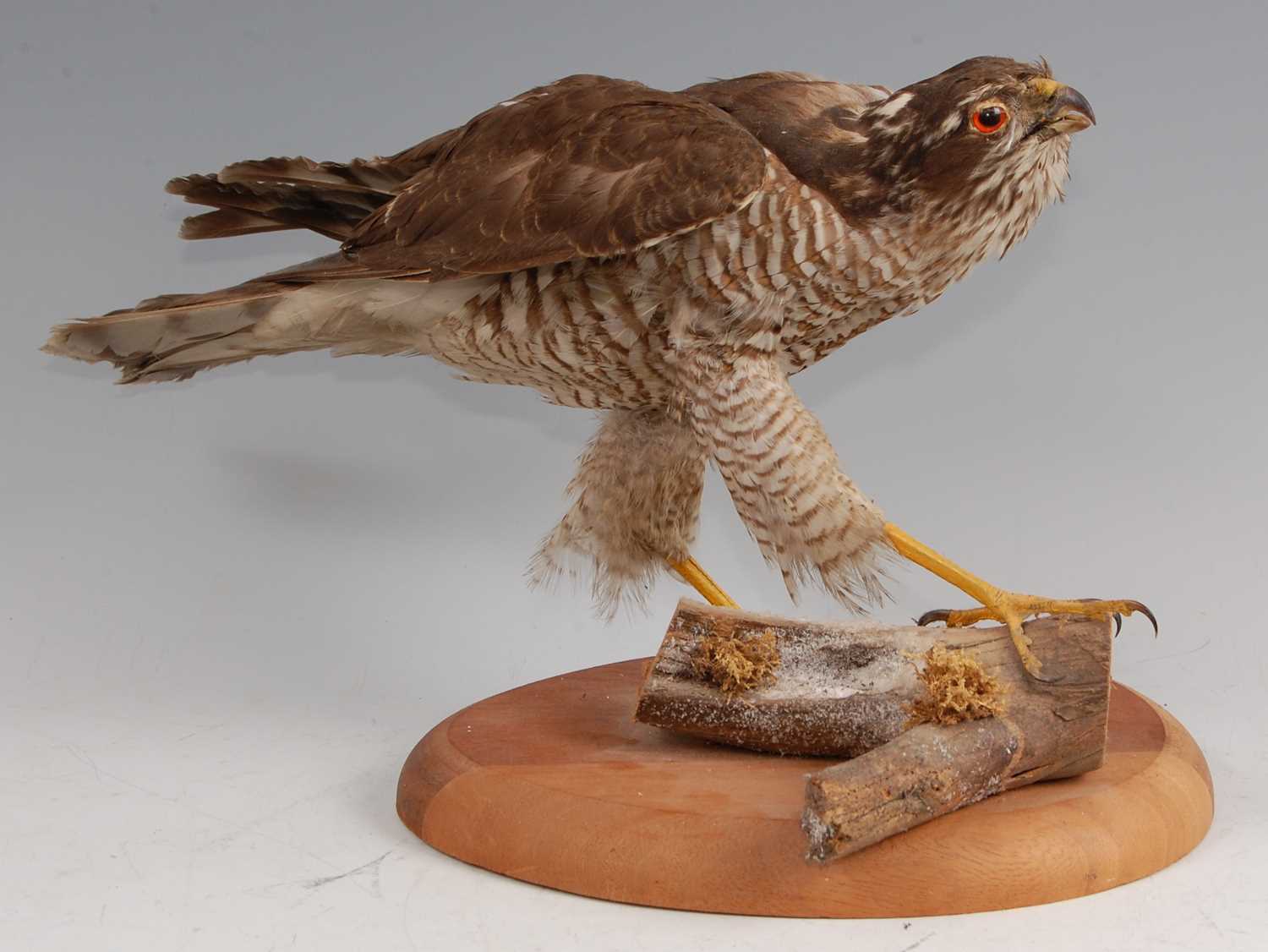Lot 13 - An early 20th century taxidermy female Sparrowhawk (Accipter nisus)