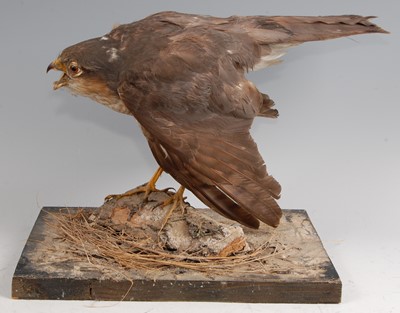 Lot 305 - An early 20th century taxidermy male Sparrowhawk (Accipter nisus)