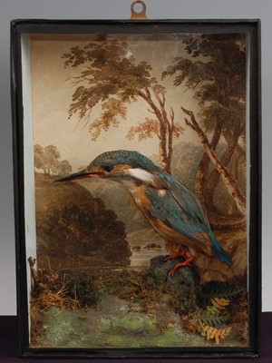 Lot 304 - An early 20th century taxidermy Kingfisher (Alcedo atthis)