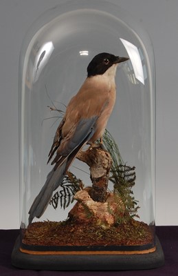 Lot 303 - A taxidermy Azure wing magpie