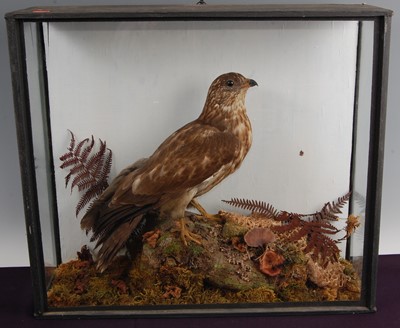 Lot 301 - An early 20th century taxidermy Honey buzzard