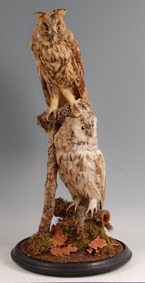 Lot 300 - A pair of Victorian taxidermy Long eared Owls