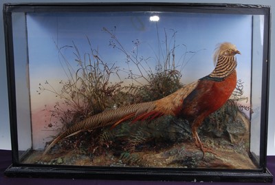 Lot 298 - A late Victorian taxidermy Golden pheasant