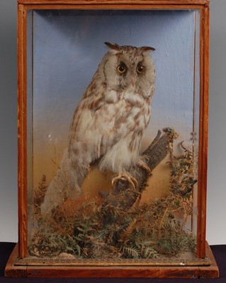 Lot 297 - An early 20th century taxidermy Long-eared Owl