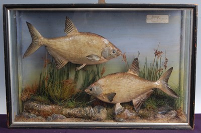 Lot 308 - An early 20th century brace of taxidermy Silver Bream