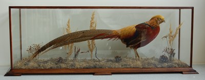 Lot 290 - An early 20th century taxidermy Golden Pheasant