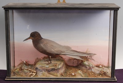Lot 289 - An early 20th century taxidermy Black Tern (Clidonias niger)