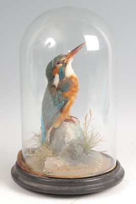 Lot 274 - An early 20th century taxidermy Kingfisher
