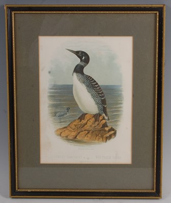 Lot 263 - A collection of 19 Ornithology prints