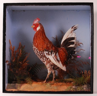 Lot 516 - * A late Victorian taxidermy Bantam cockerel...