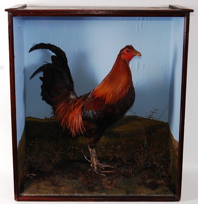 Lot 517 - * An early 20th century taxidermy Gamecock,...